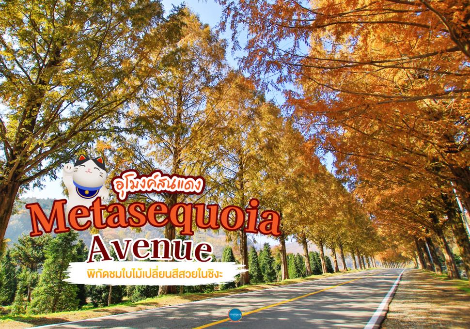 อุโมงค์สนแดง Metasequoia Avenue 