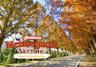 อุโมงค์สนแดง Metasequoia Avenue พิกัดชมใบไม้เปลี่ยนสีสวยในชิงะ