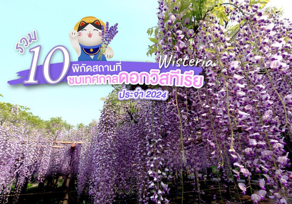 รวม 10 พิกัดสถานที่ ชมเทศกาลดอกวิสทีเรีย ประเทศญี่ปุ่น ในปี2024