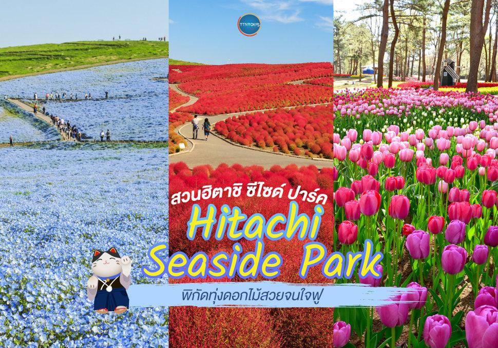 สวนฮิตาชิ ซีไซด์ ปาร์ค Hitachi Seaside Park พิกัดชมทุ่งดอกไม้วิวสวยจนใจฟู