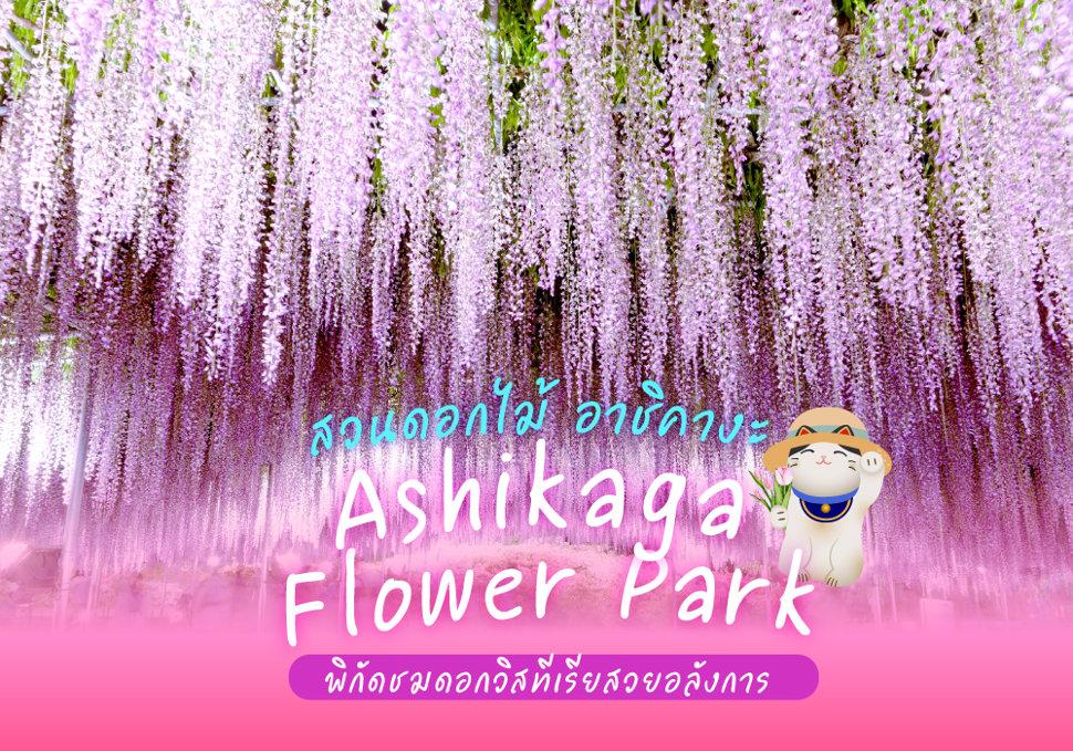 สวนดอกไม้ อาชิคางะ Ashikaga Flower Park พิกัดชมดอกวิสทีเรียสวยอลังการ